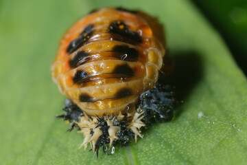 Plant parasite with protective shield, cochineal type.Plant parasites, they suck the sap through a sting that pierces the surface of the plants. Close up shot.  Italy. 