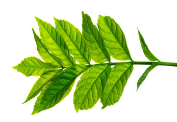 Elderberry . elderberry - a medicinal plant good for health. Green spring elderberry leaves. Isolated without shade.