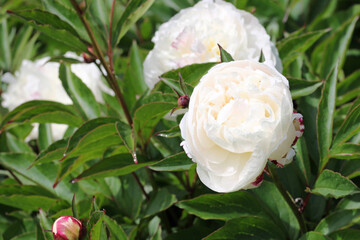 White double peony flowers