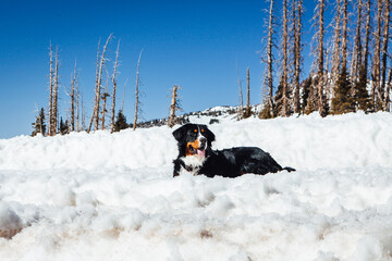 Bernese Mountain Dog Laying In Snow