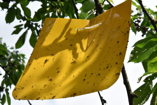 Gelbtafel mit gefangenen Insekten