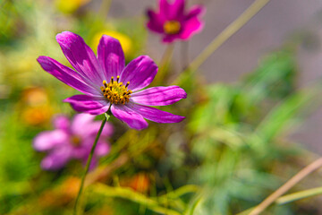 Purple cosmea (cosmos) flower in its natural environment - 01