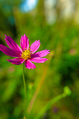 Purple cosmea (cosmos) flower in its natural environment - 04