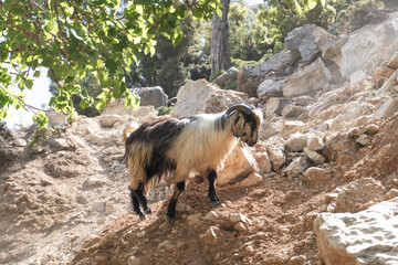 Wild goat on the rocks. Black and white goat in Turkey. Goats in the wildness valley