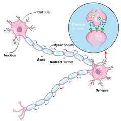 Neuronal Signaling, Nerve Impulse, mechanism illustration.