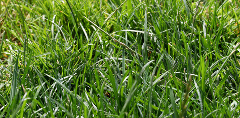 green grass field texture background