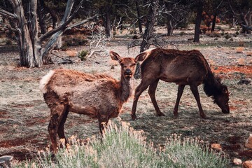 Deer In Central Arizona