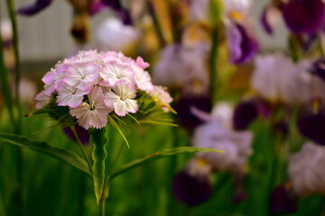 pink carnation in the flowerbed