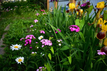 growing flowers in the garden
