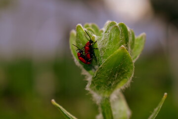 mating of red beetles on a flower bud