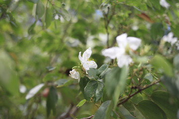 melastomes is blooming right now