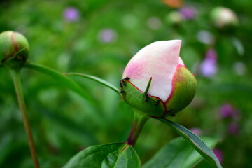 rose bud with ants in the garden