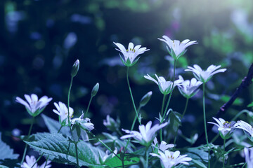 First spring white flowers in the forest. Delicate summer natural floral blue background or design.