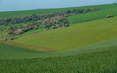 Rolling hills and farmland photographed against a clear blue sky in the South Downs National Park near Ditchling Beacon in East Sussex UK.