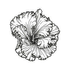 Fototapeta premium Hibiscus rosa-sinensis, Chinese hibiscus, Hawaiian hibiscus, China rose, rose mallow, shoeblack plant. Flower hand-drawn in black ink, outline on white background. Vector illustration.