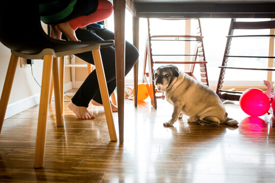 Pug sits under dining table with balloons