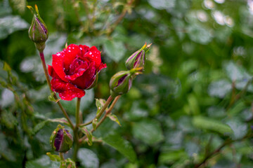 Selective focus of dark red rose covered with water drops. Close-up of the blooming flower and buds on the blurry green background captured after the rain. Floral macro photography. Summer nature