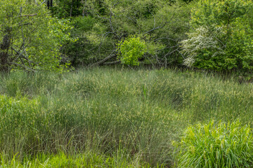 Tall grasses and sedges