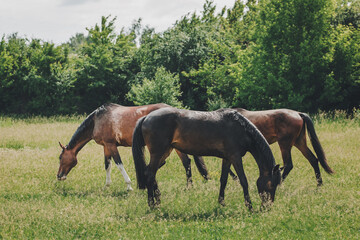 Beautiful horses grazing in the meadow.