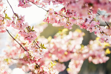 Amazing pink cherry blossoms on the Sakura tree. Beautiful spring tree.