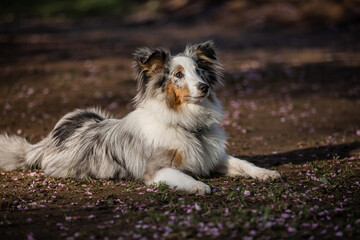 Sheltie for a walk in the morning park