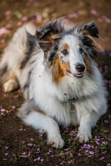 Sheltie for a walk in the morning park