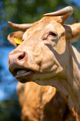 Portrait of a brown cow on a meadow