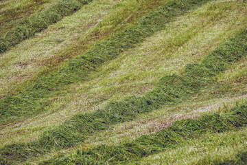 Hay . Heu . Haymaking . Heuen