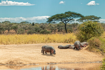 Tanzania, Serengeti park – hippo. - obrazy, fototapety, plakaty