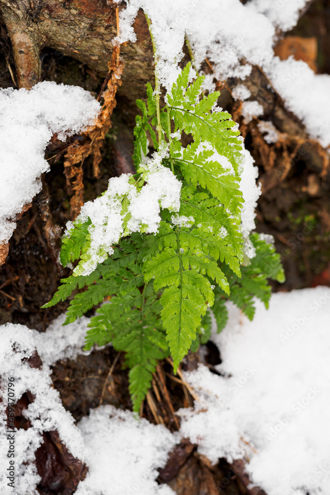 Sticker green leaves of fern with snow.