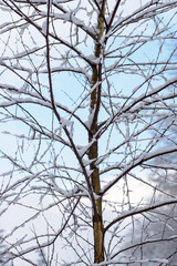 Obraz premium Young birch trunk with snow on the branches.
