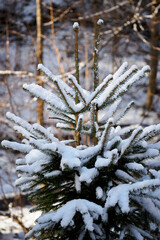 White snow on spruce branches with snow.