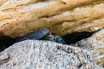 Western Jackdaw, Coloeus monedula, feeding its chick in the nest