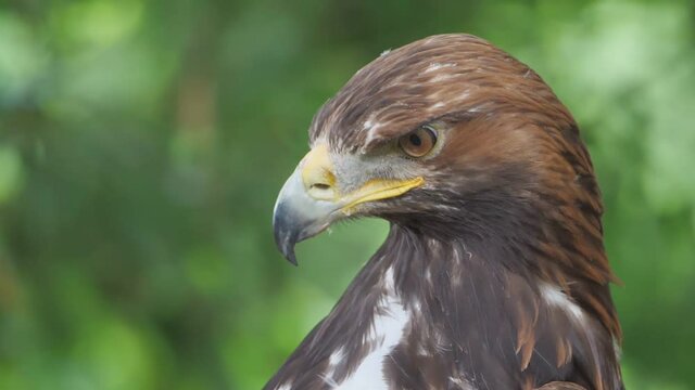 Portrait vom Steinadler, Aquila crysaetos, in Zeitlupe gefilmt, Adler sch&uuml;ttelt sich und guckt in die Kamera