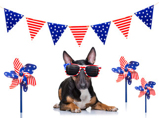  independence day, usa, july, 4th, flag, independence, bull terrier, america, american, animal,...