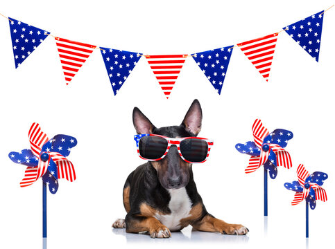  independence day, usa, july, 4th, flag, independence, bull terrier, america, american, animal, background, banner, blue, bullterrier, celebration, day, dog, election, finger, fourth, free, freedom, f