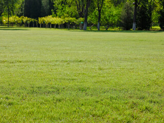Photo of A meadow in the park