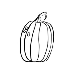 Drawing of pumpkin - black and white vector illustration. Vector illustration of food.
