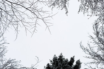 View to the treetops in winter.
