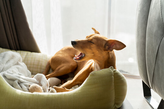 Cute dog in dog bed yawning