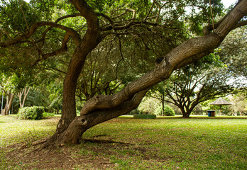 Troco de arvore no parque