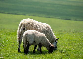 Sheep  and lambs grazing on farmland in the South Downs National Park near Ditchling Beacon in East Sussex UK.