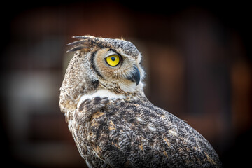 Great Horned Owl