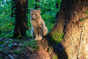 Cat in the forest . Katze im Wald