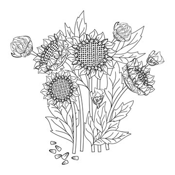 A bouquet of sunflower flowers and leaves.Black and white line floral botanical design.Isolated illustration elements.Vector drawing wildflowers for background,texture,wrapper pattern,frame or border.
