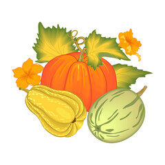 Autumn background with ripe pumpkins of different varieties. Vegetable,autumn harvest.Vector illustration.Cartoon style decorative design isolated on white .Can be used for holidays,package,cover,card