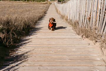 little brown puppy walking on beach deck