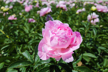 Obraz premium Scenic view on isolated agriculture field with with pink peonies (paeonia suffruticosa) in summer, Netherlands