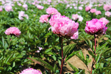 Scenic view on isolated agriculture field with with pink peonies (paeonia suffruticosa) in summer,...