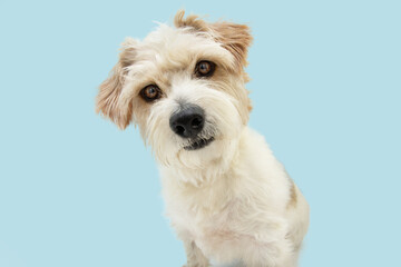 Portrait curious jack russell dog tilting head side, Isolated on blue pastel background